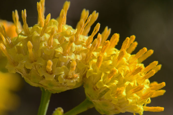 Rayless Goldenhead is a native perennial with attractive yellow flowers that blooms from April to October. Acamptopappus sphaerocephalus